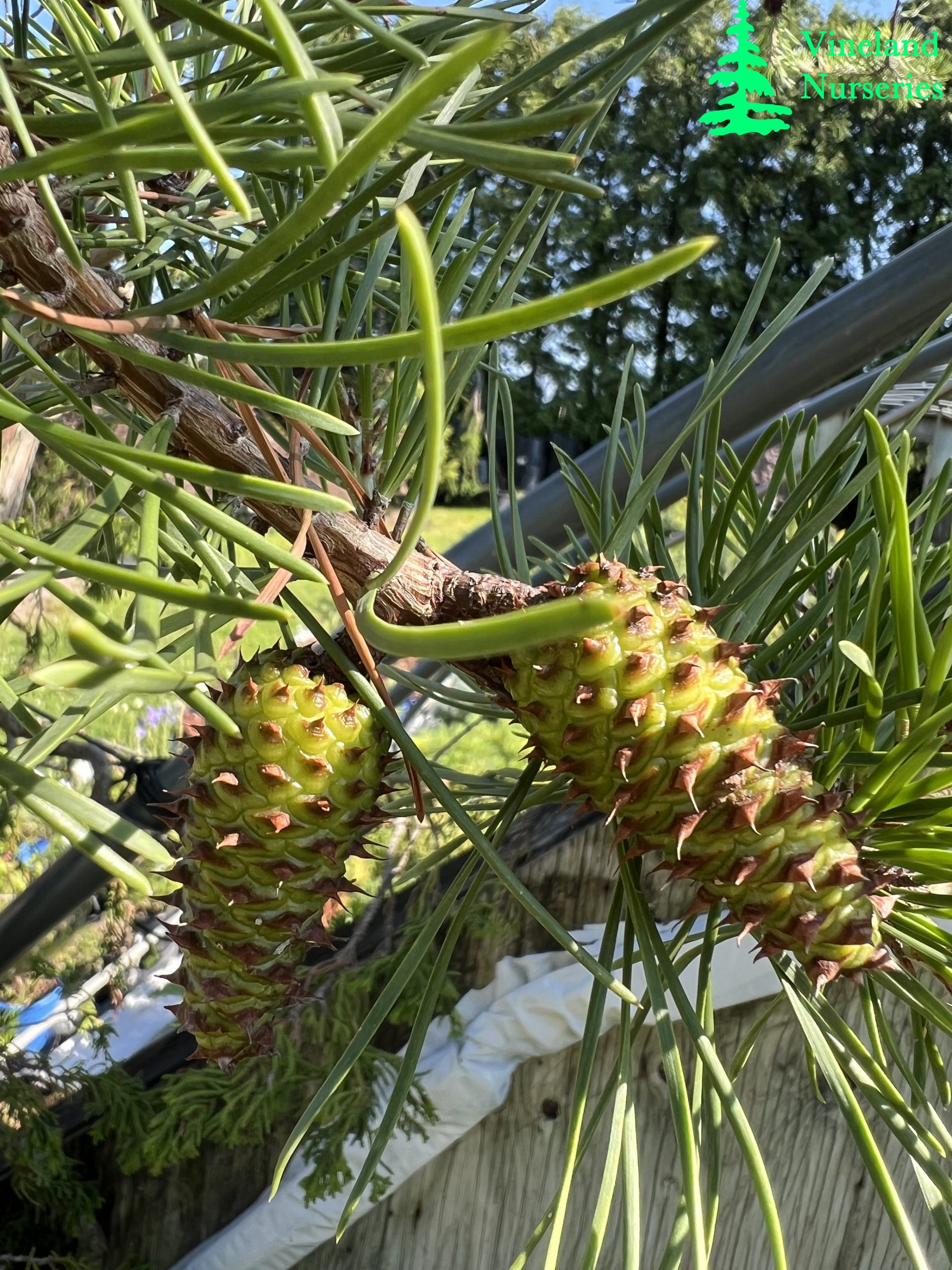 Pinus Virginiana Wate's Golden 2