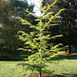Pseudolarix Amabilis 1