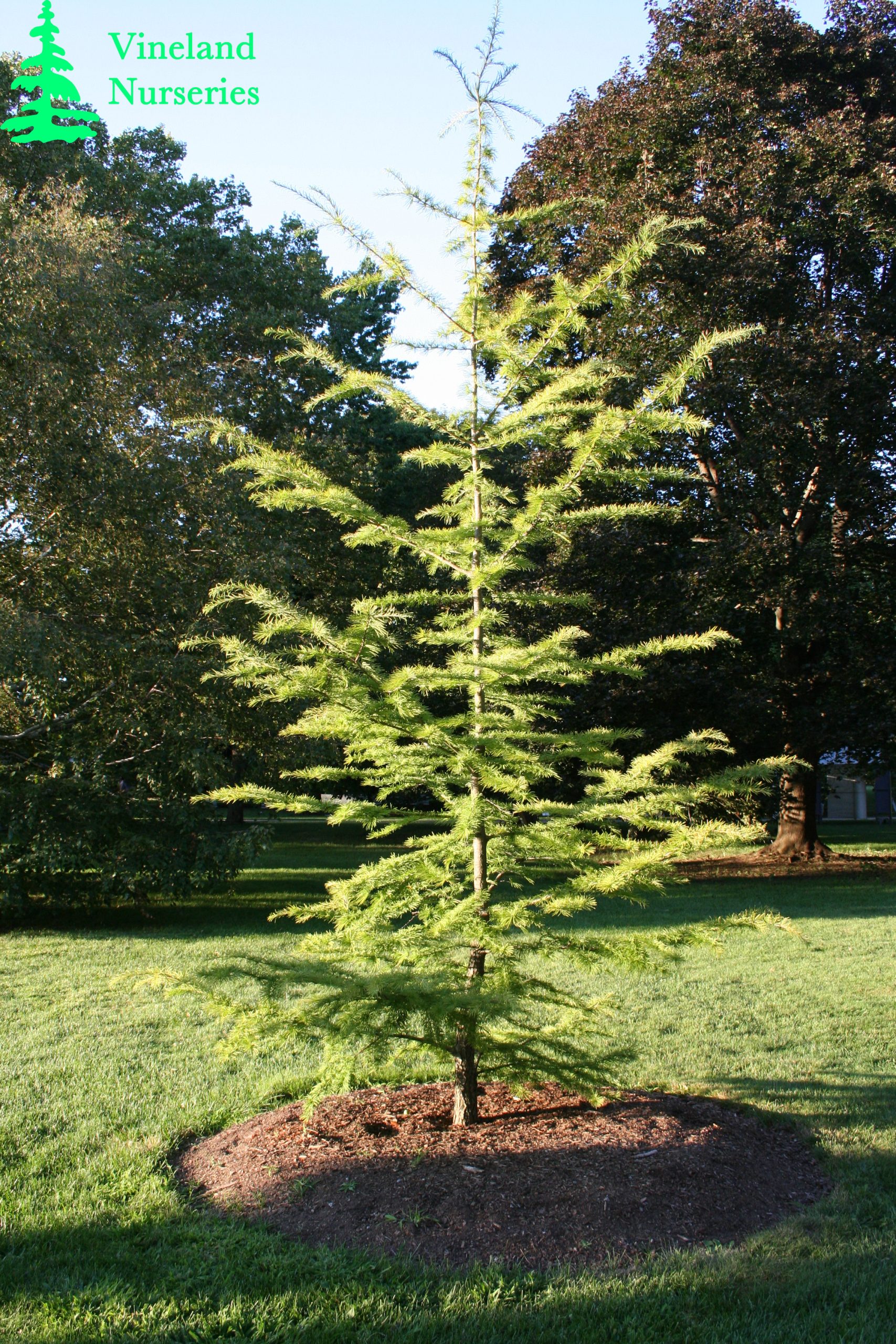 Pseudolarix Amabilis 1