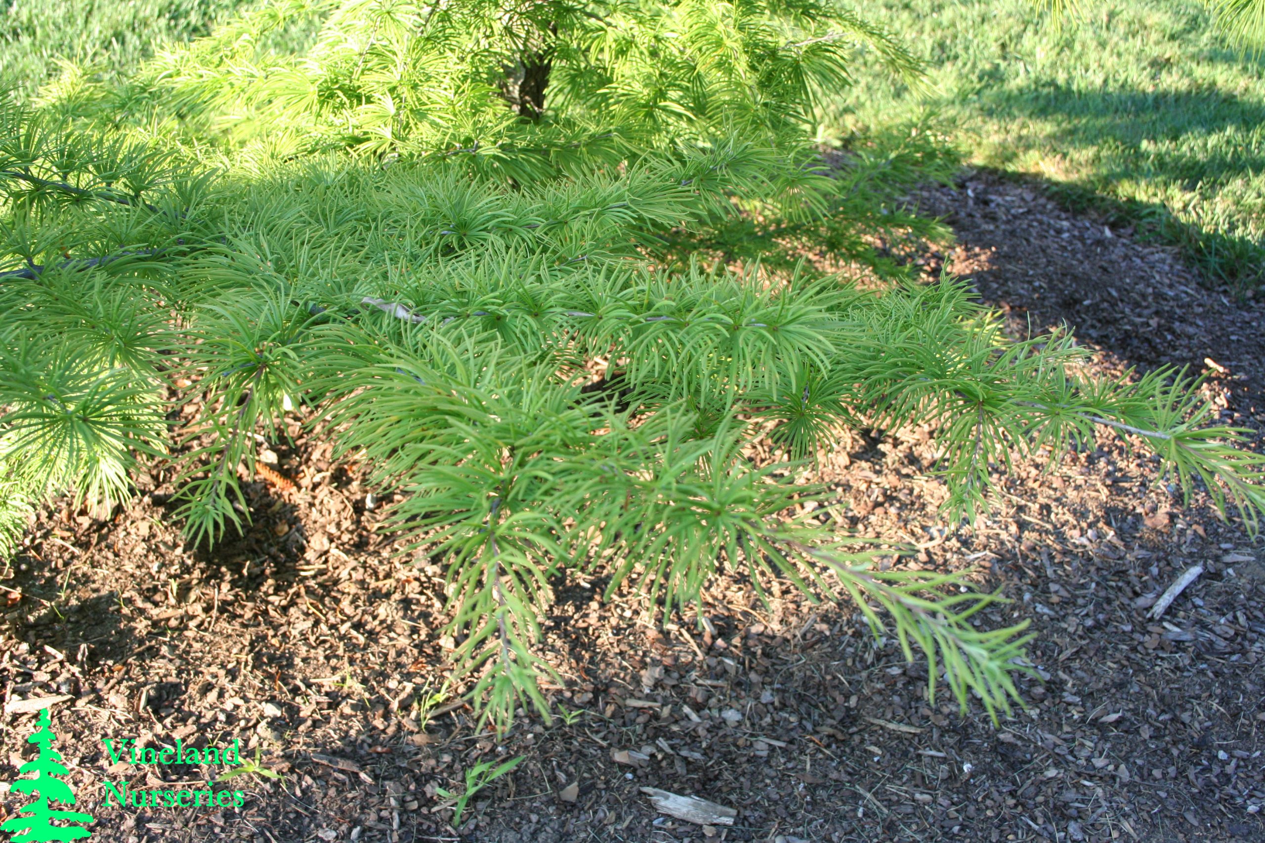 Pseudolarix Amabilis 2