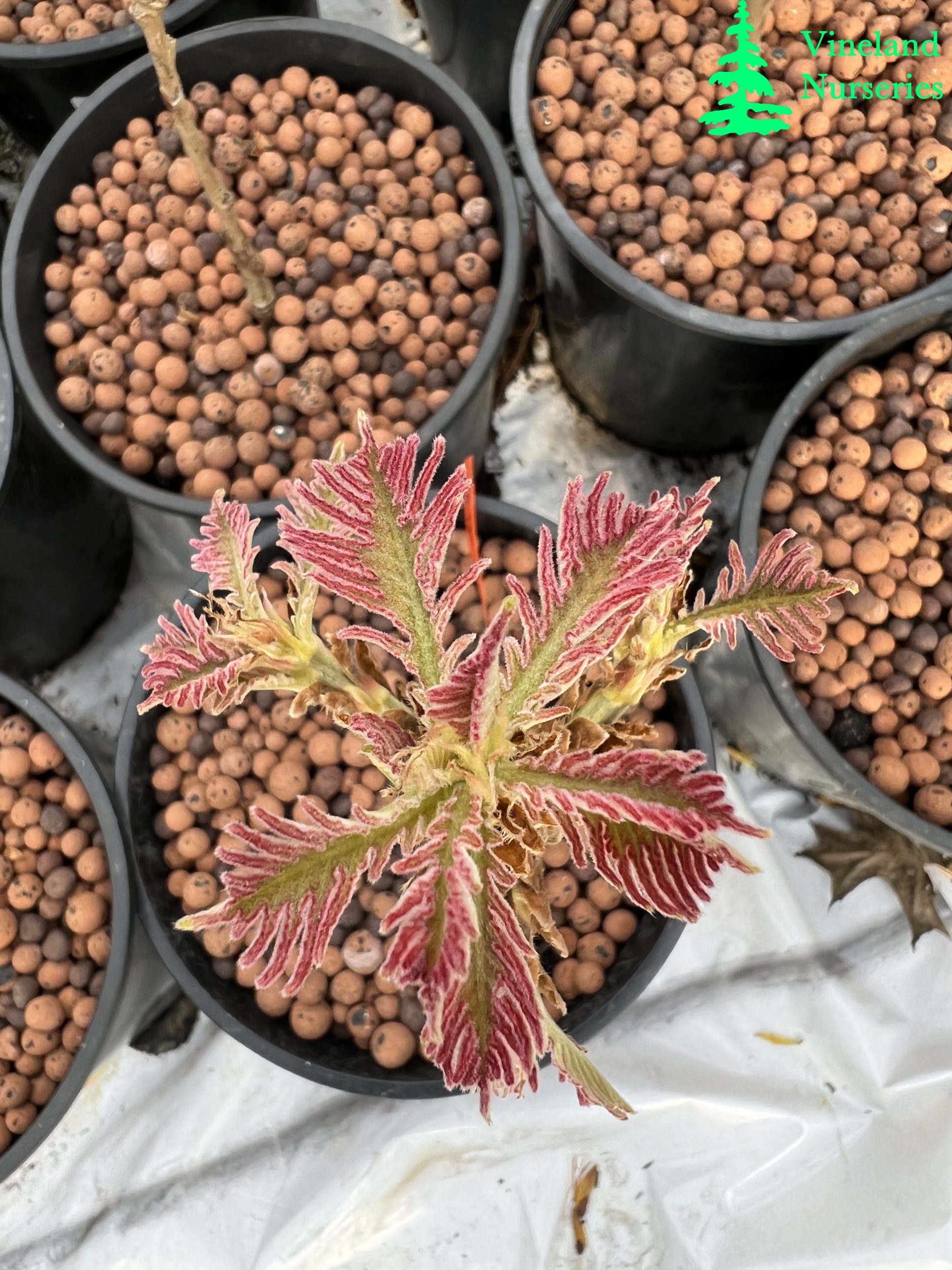 Quercus Dentata Pinnatifida 1
