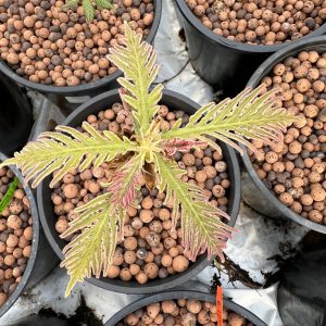 Quercus Dentata Pinnatifida 2