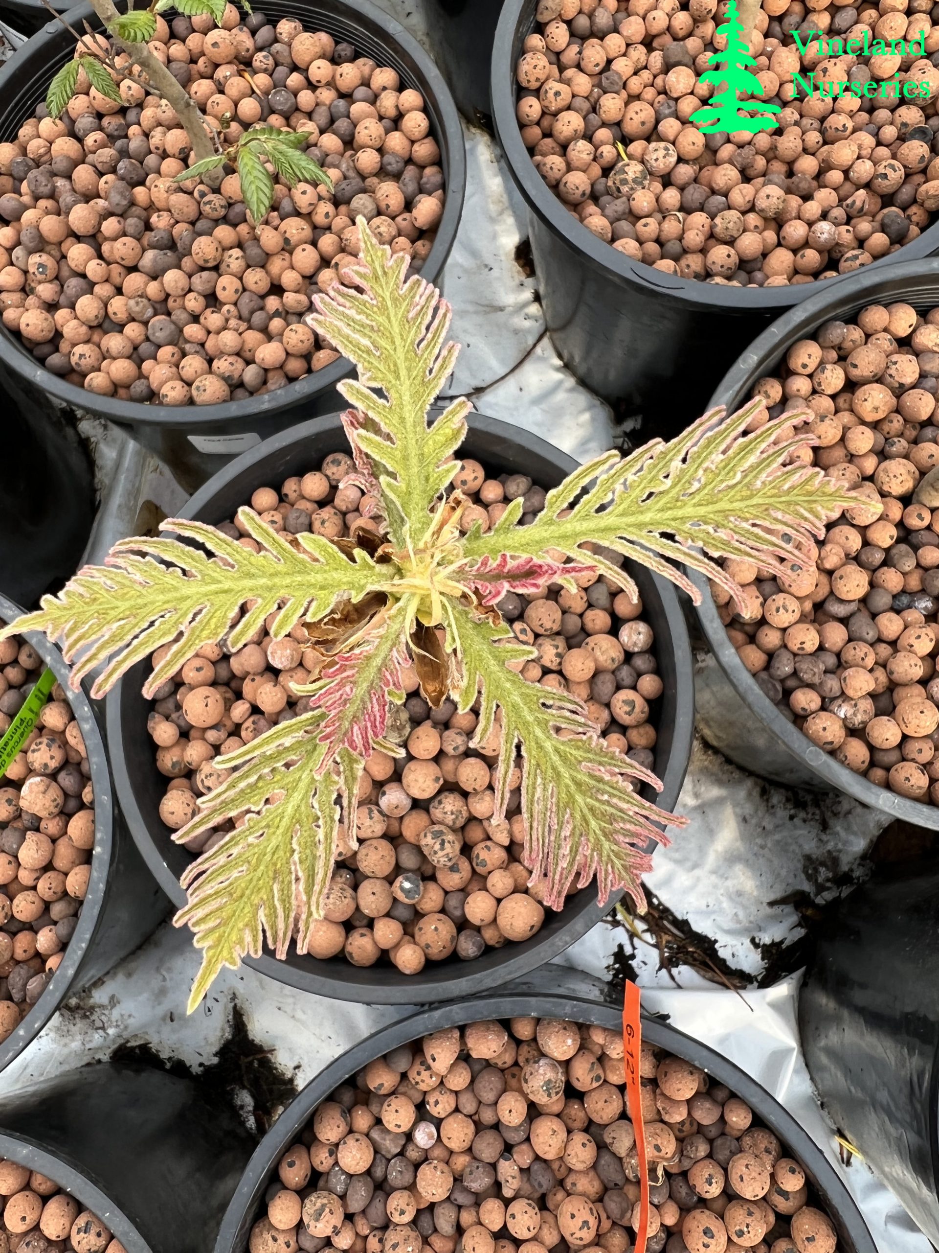 Quercus Dentata Pinnatifida 2