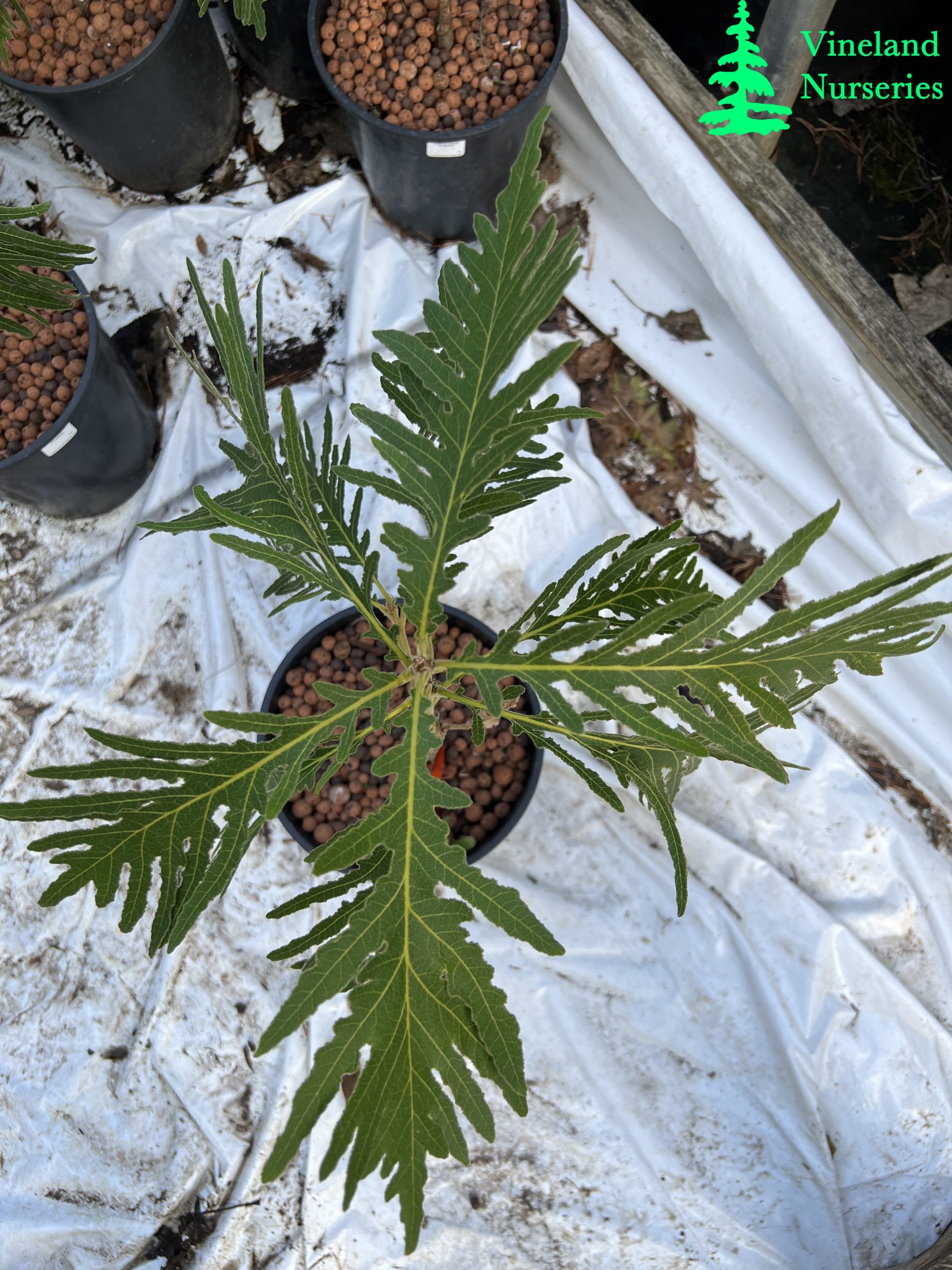 Quercus Dentata Pinnatifida 3