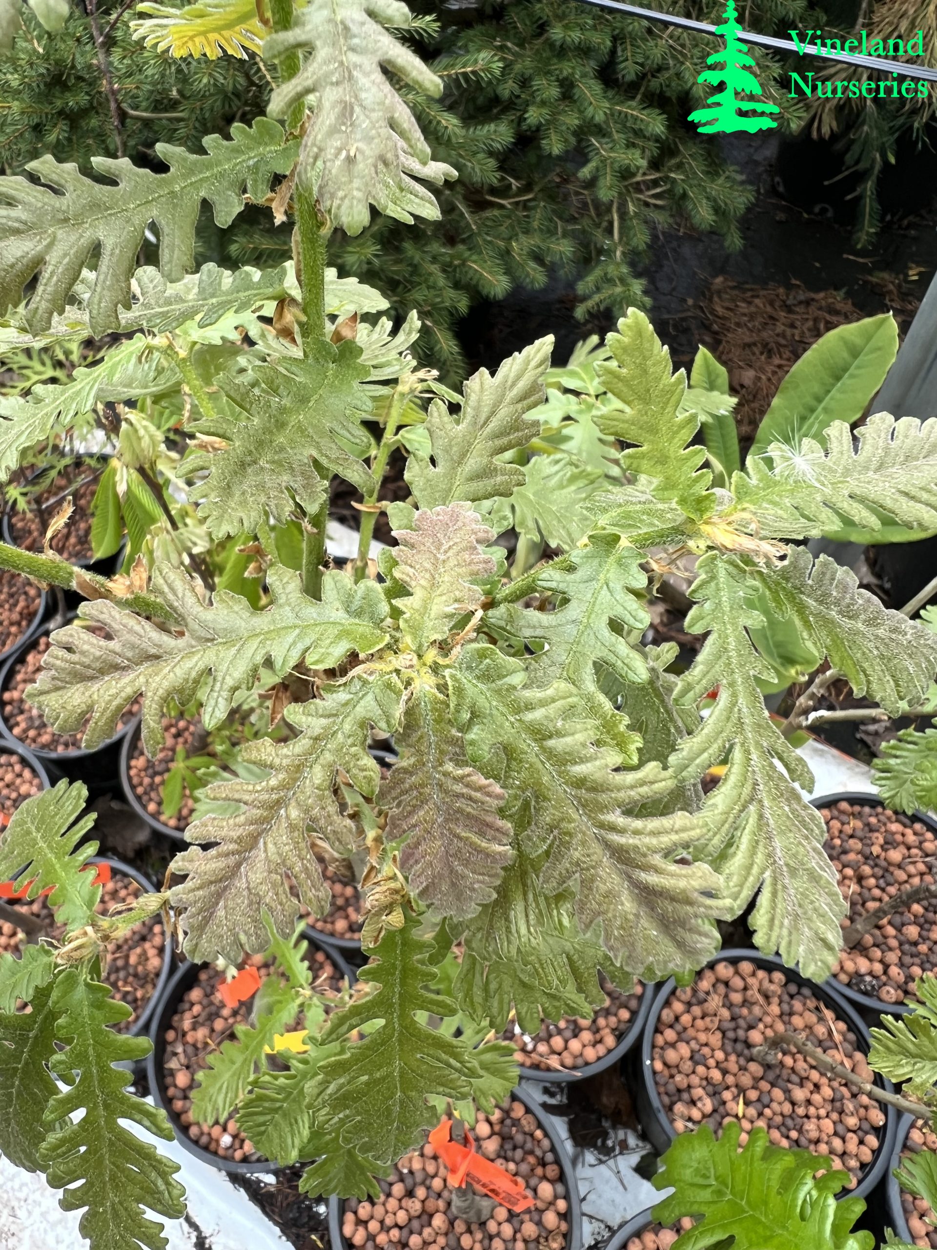 Quercus Frainetto Trump 1