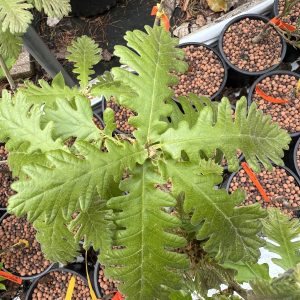 Quercus Frainetto Trump 2