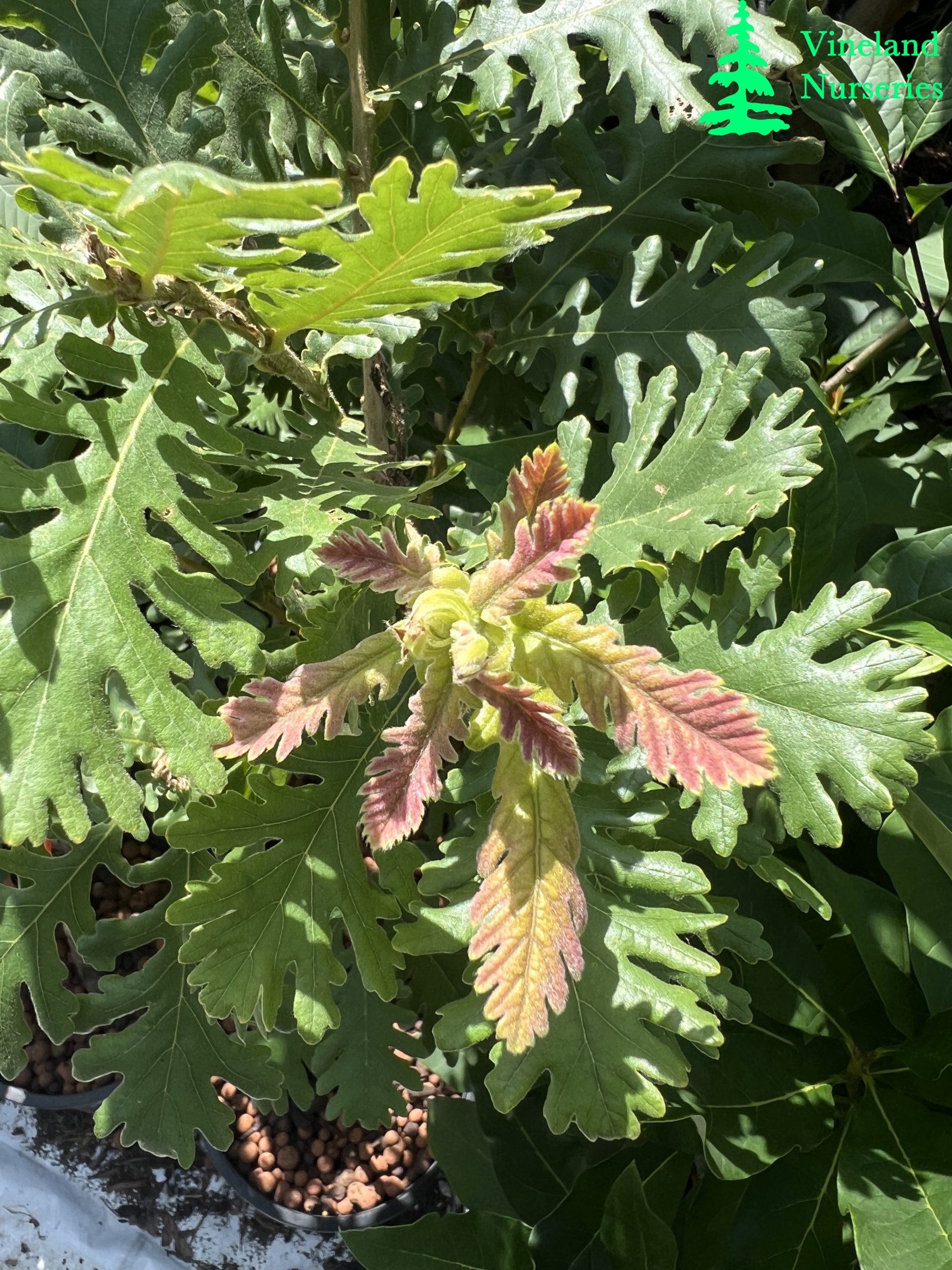 Quercus Frainetto Trump 4
