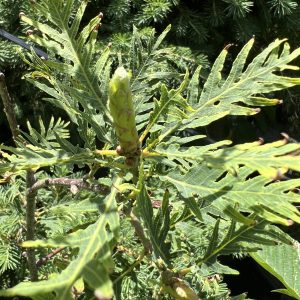 Quercus Robur Filicifolia 2