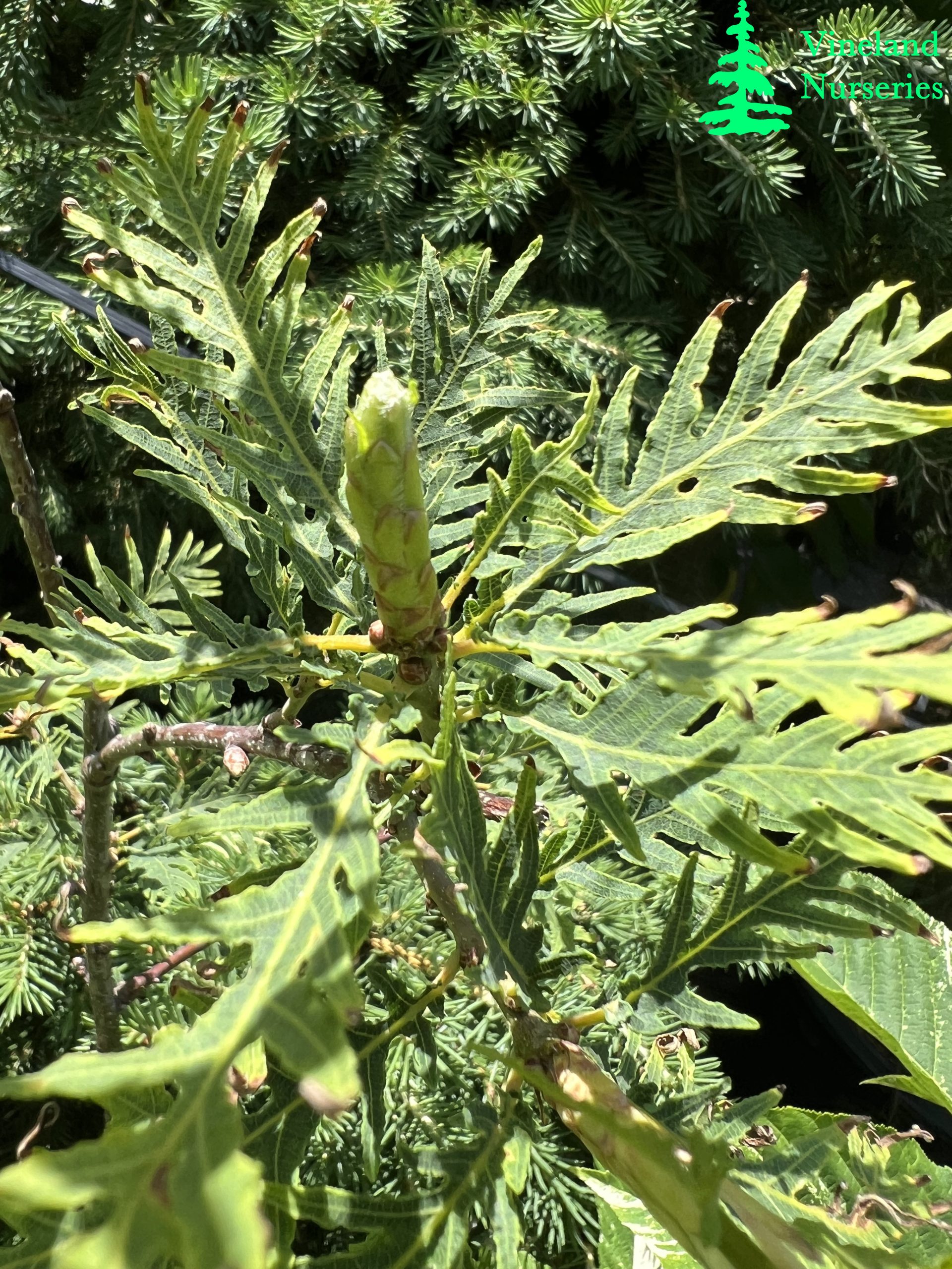 Quercus Robur Filicifolia 2