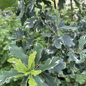 Quercus Robur Variegata