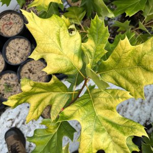 Quercus Velutina Golden Dragon