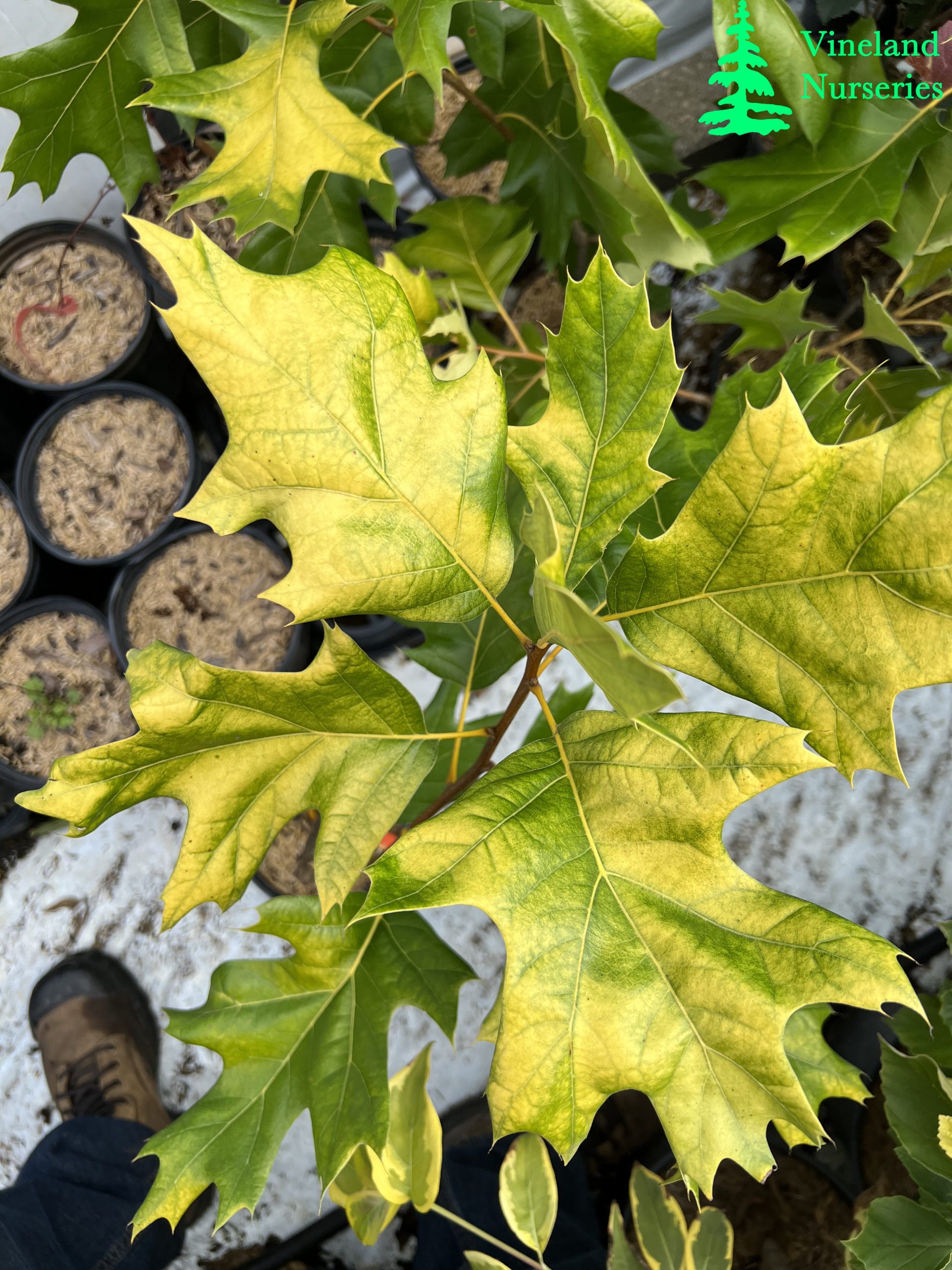 Quercus Velutina Golden Dragon