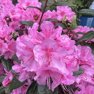 Rhododendron Aglo