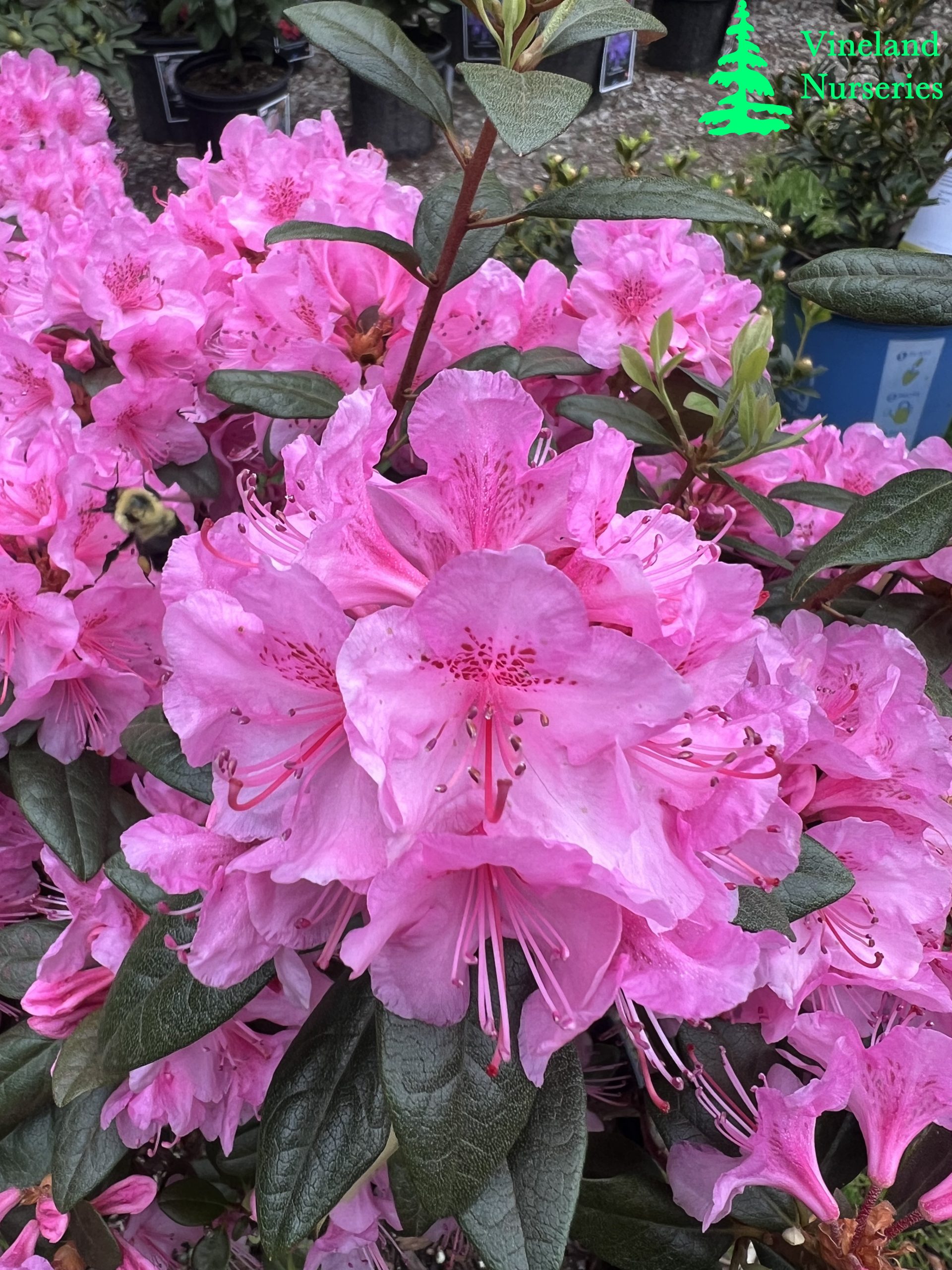 Rhododendron Aglo