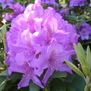 Rhododendron Catawbiense Boursault