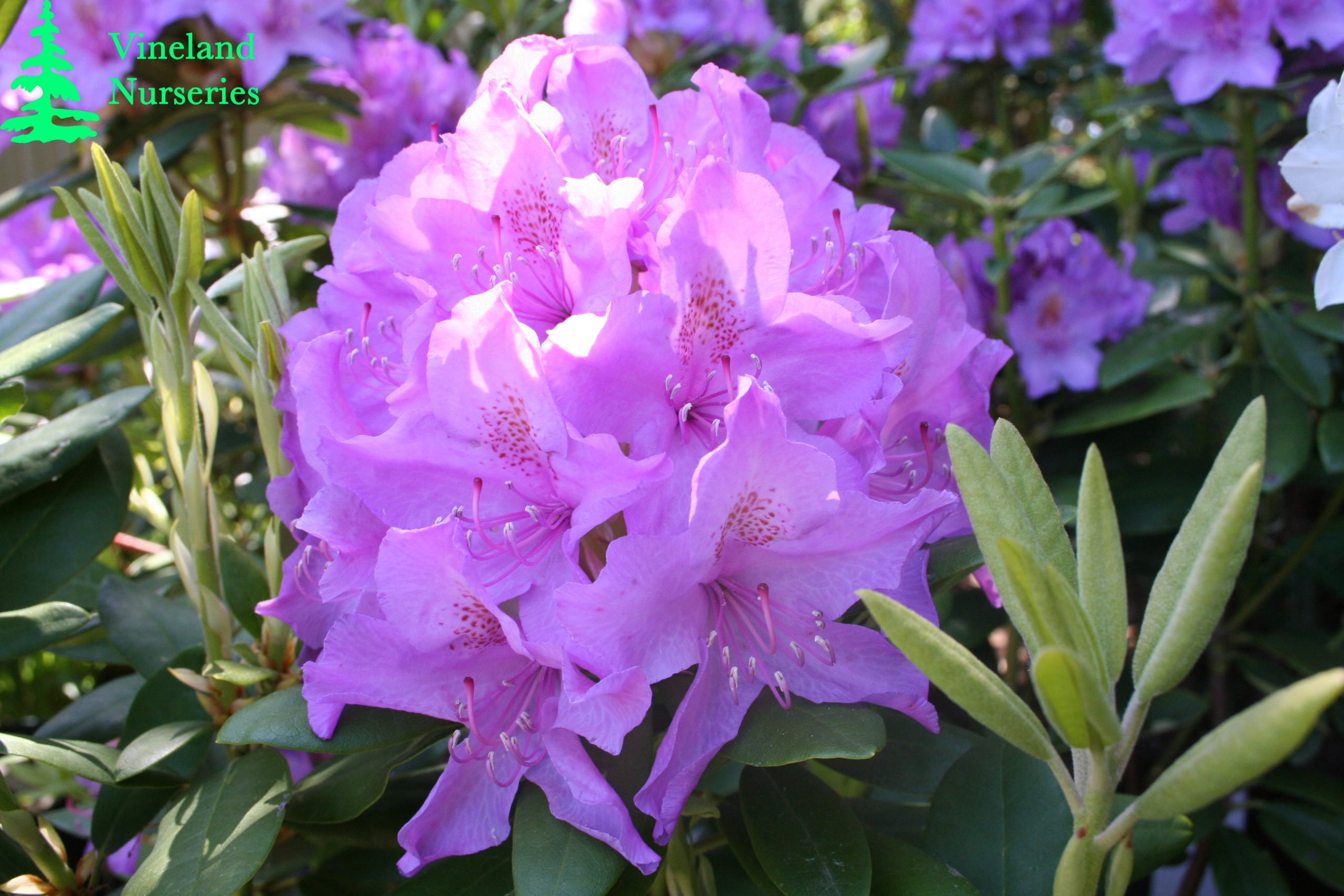 Rhododendron Catawbiense Boursault