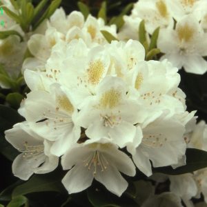 Rhododendron Chionoides 2