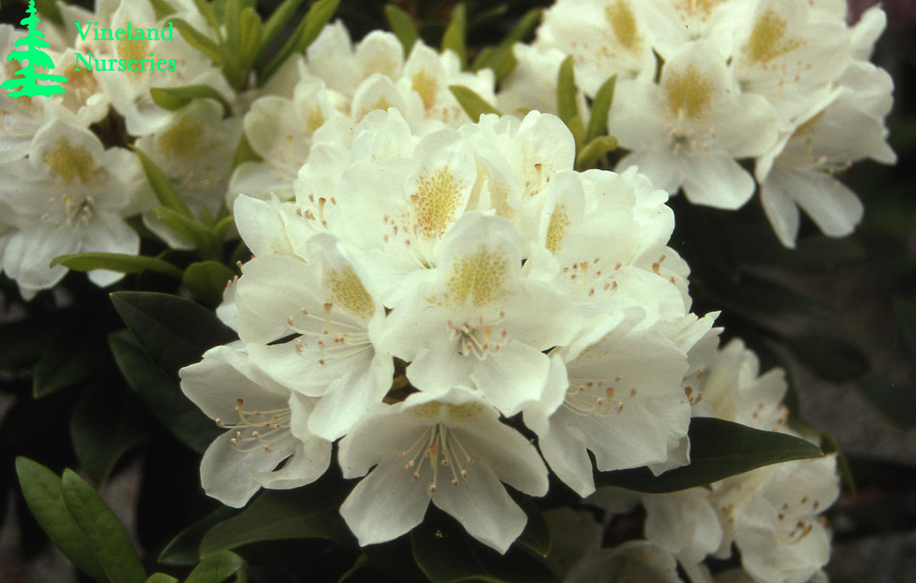 Rhododendron Chionoides 2