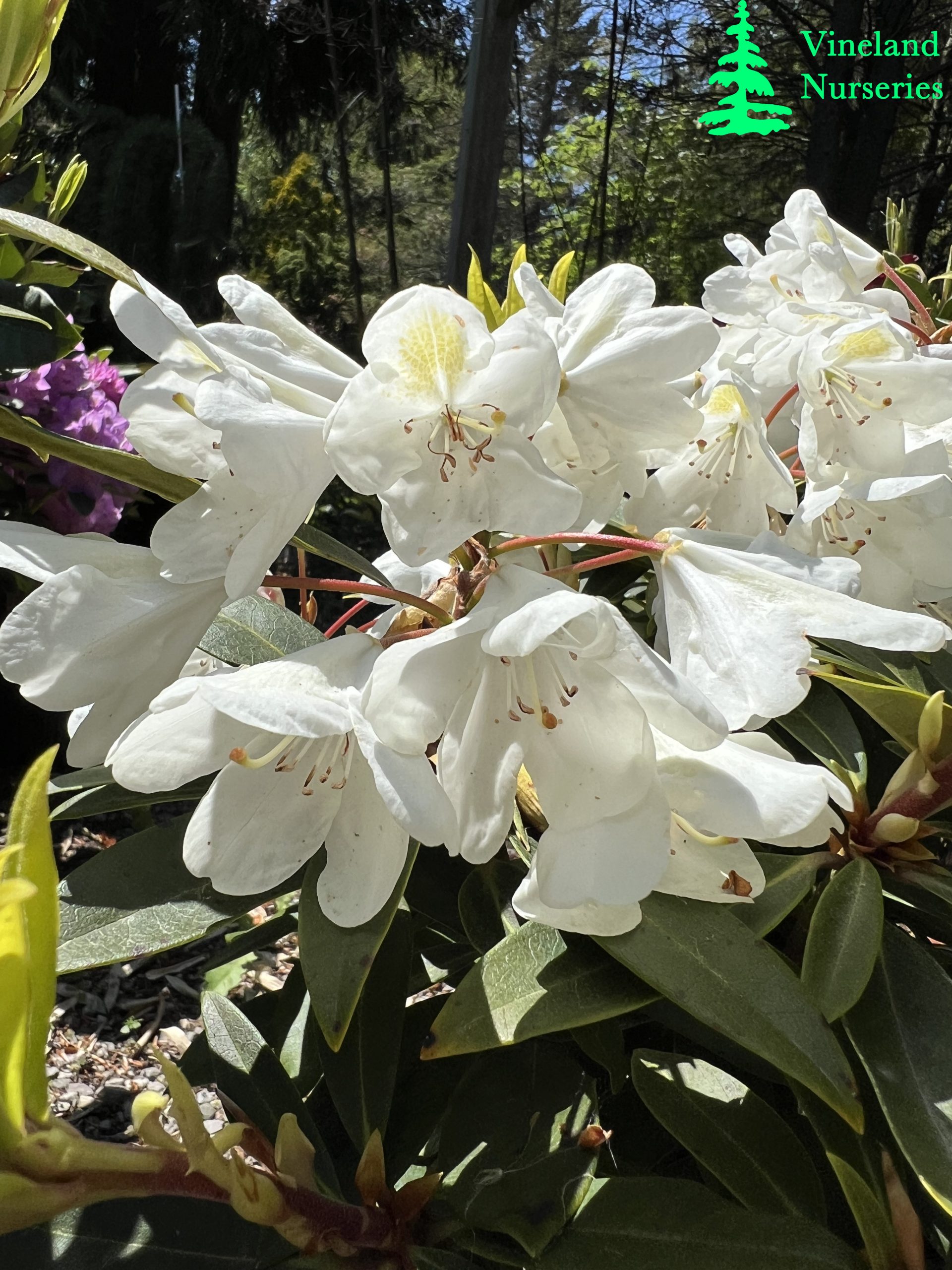 Rhododendron Chionoides