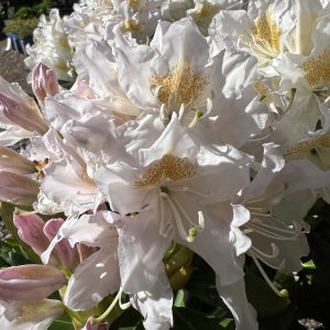 Rhododendron Cunningham's White 2