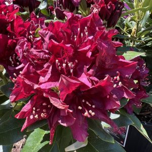 Rhododendron Dark Lord