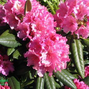 Rhododendron Haaga