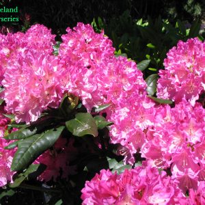 Rhododendron Holden