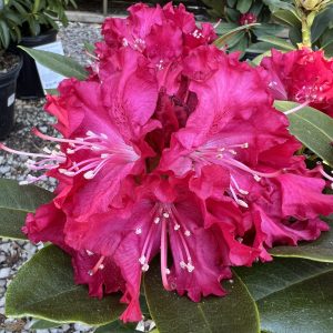 Rhododendron Holden's Red