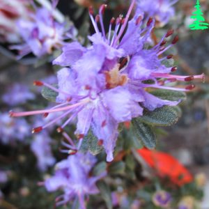 Rhododendron Impeditum
