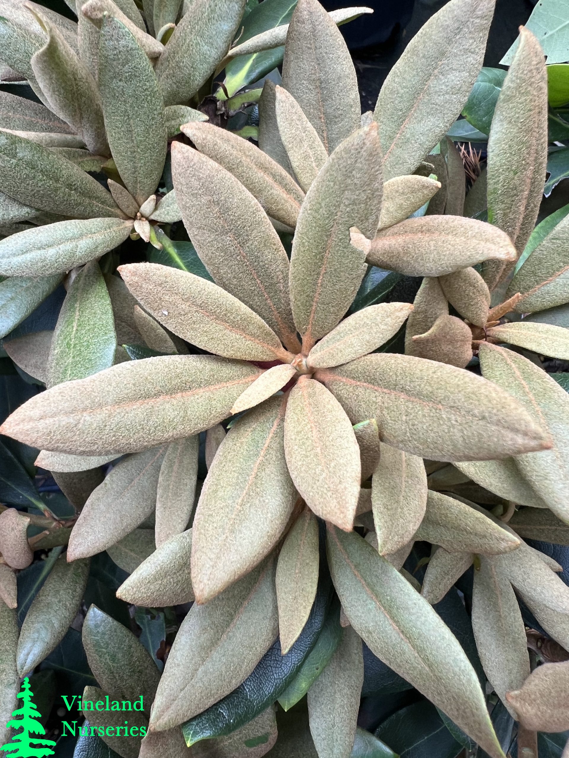 Rhododendron Kalinka 2