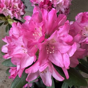 Rhododendron Kalinka