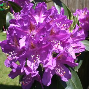 Rhododendron Lee's Dark Purple