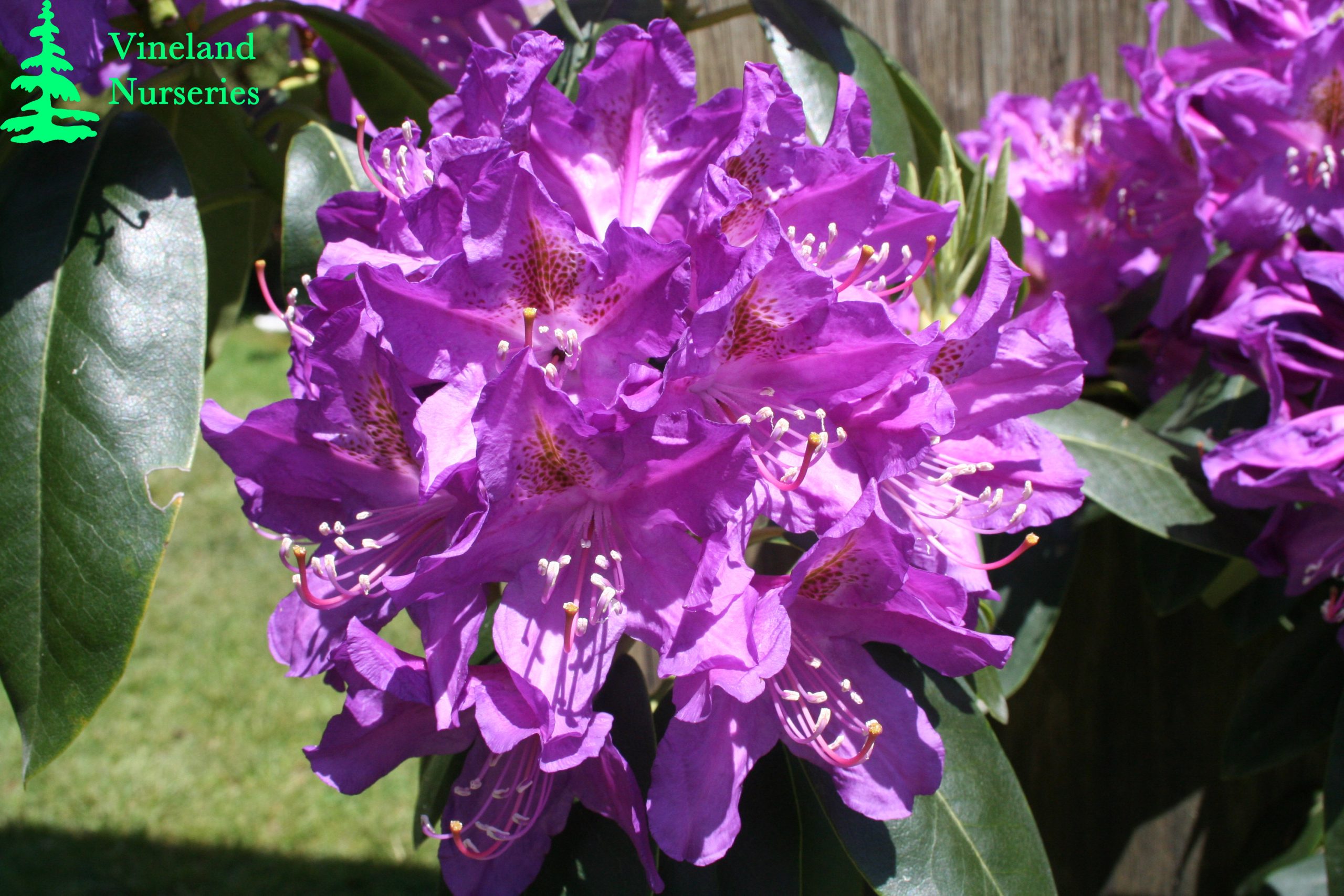 Rhododendron Lee's Dark Purple