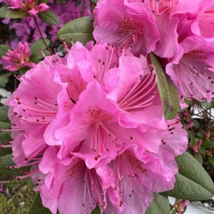 Rhododendron Olga Mezitt