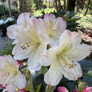 Rhododendron Percy Wiseman 1