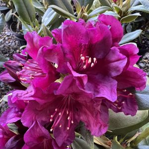 Rhododendron Polarnacht
