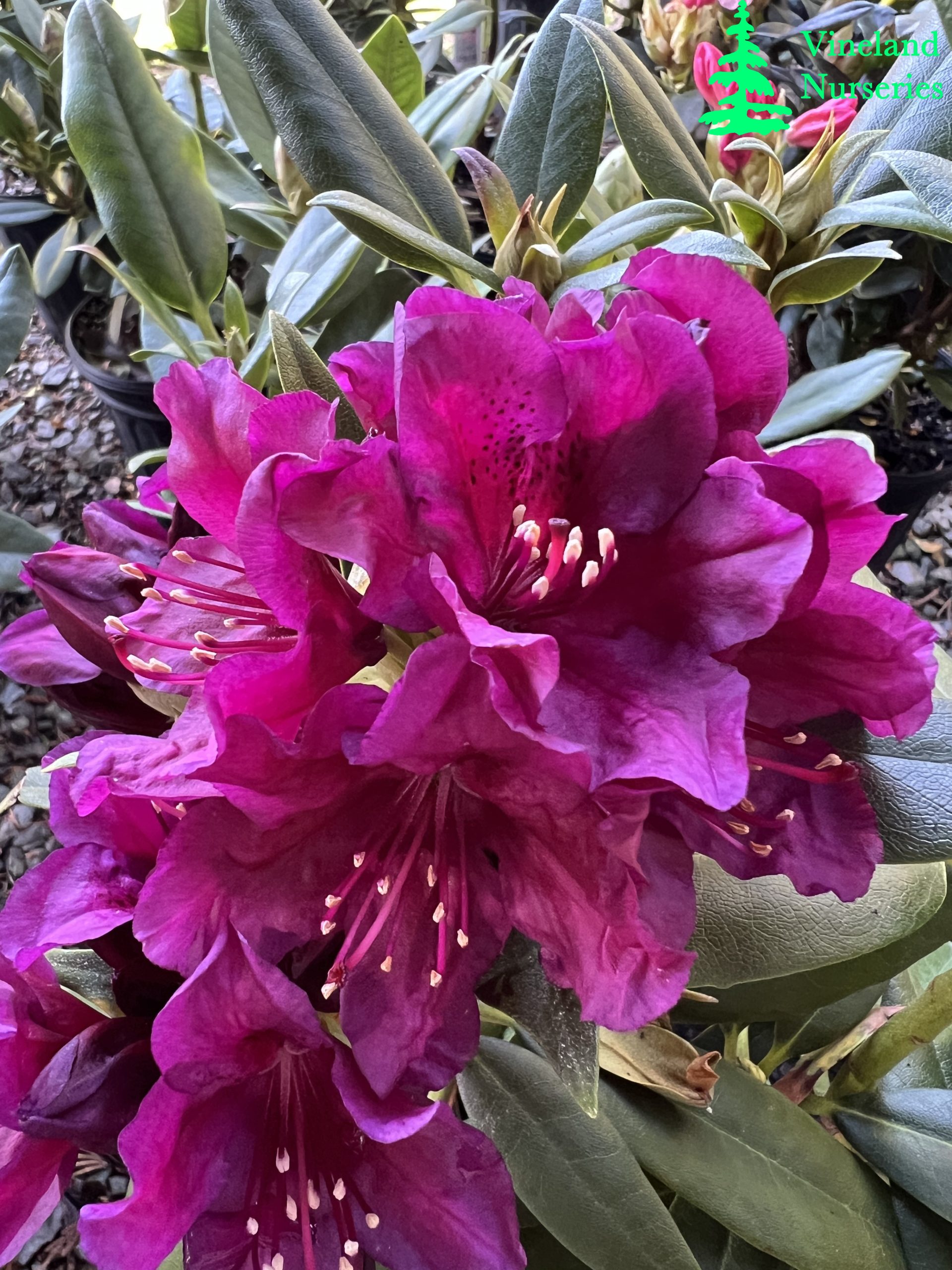 Rhododendron Polarnacht