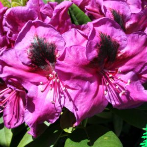 Rhododendron Wojnar's Purple 1