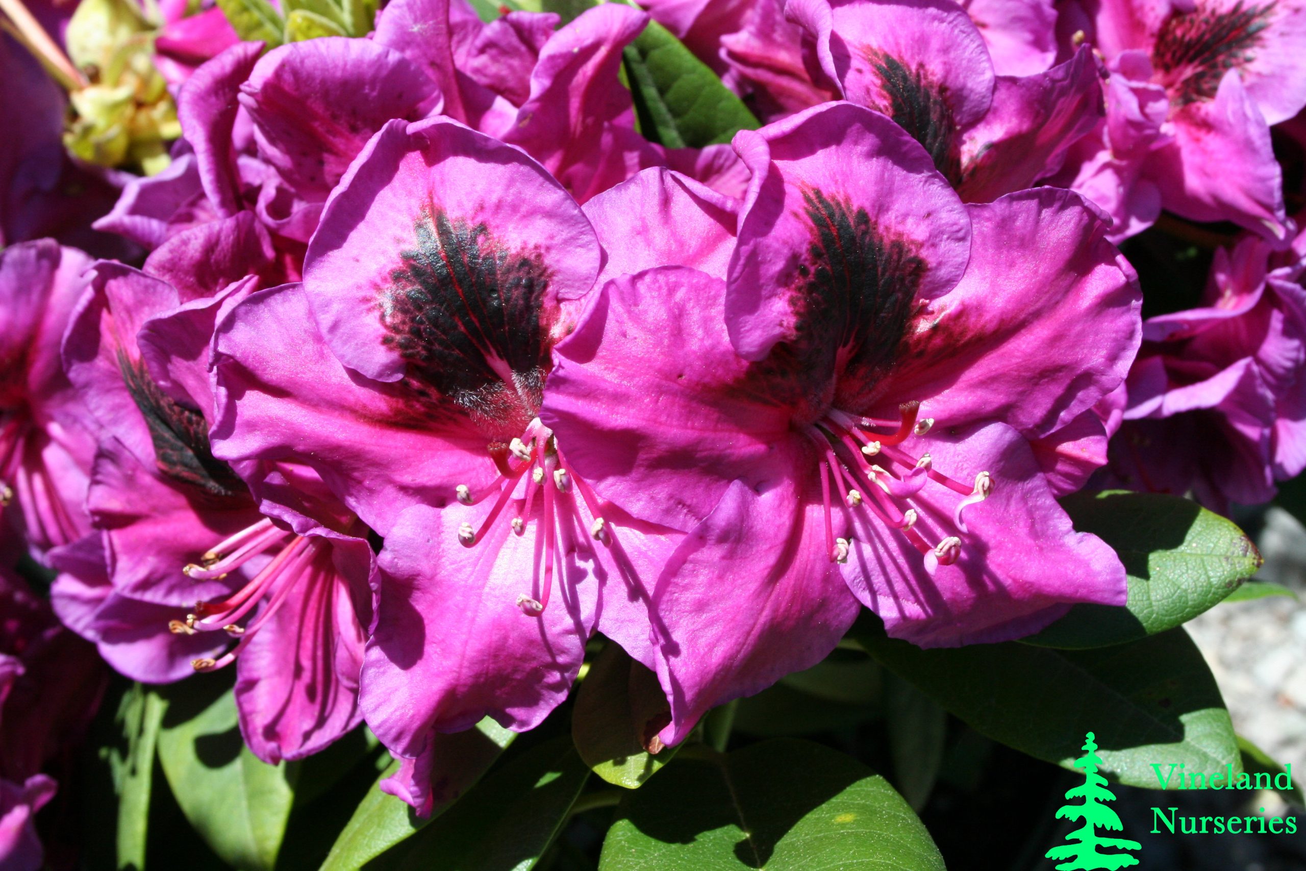 Rhododendron Wojnar's Purple 1