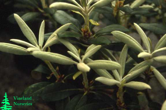 Rhododendron Yaku Princess