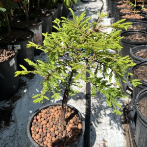 Taxodium Distichum Gee Whiz 1
