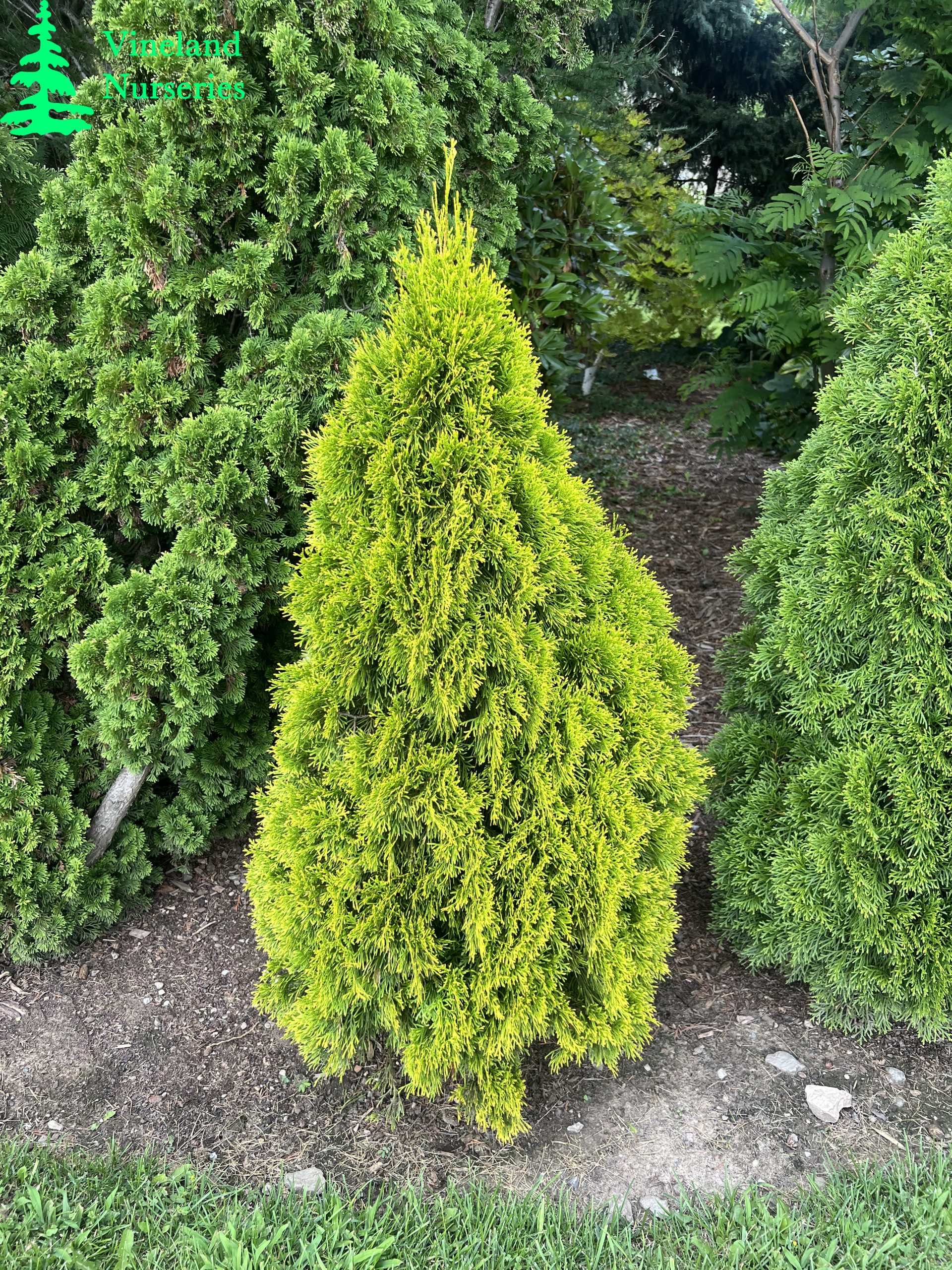 Thuja Occidentalis Highlights