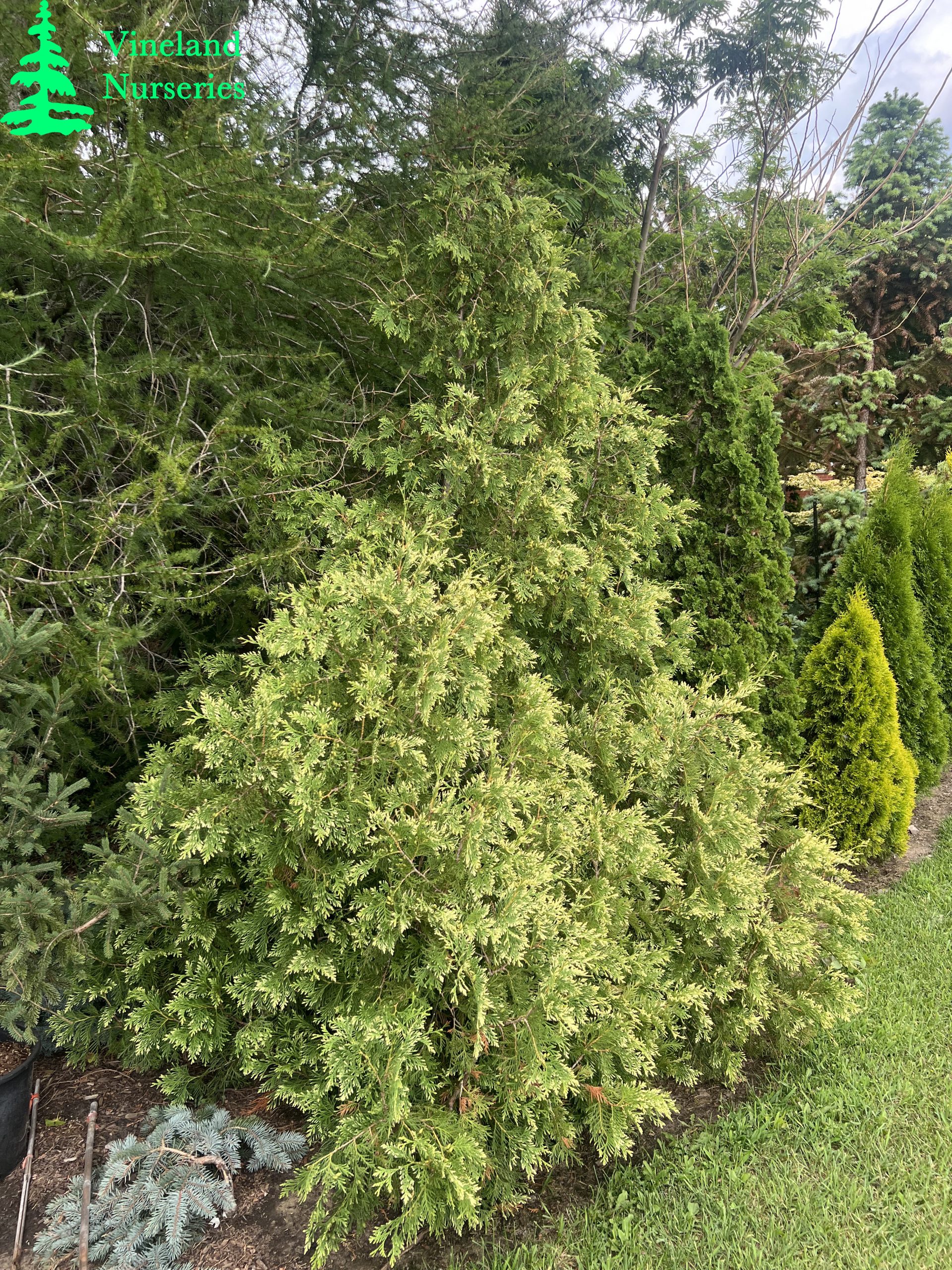 Thuja Occidentalis Sherwood Frost