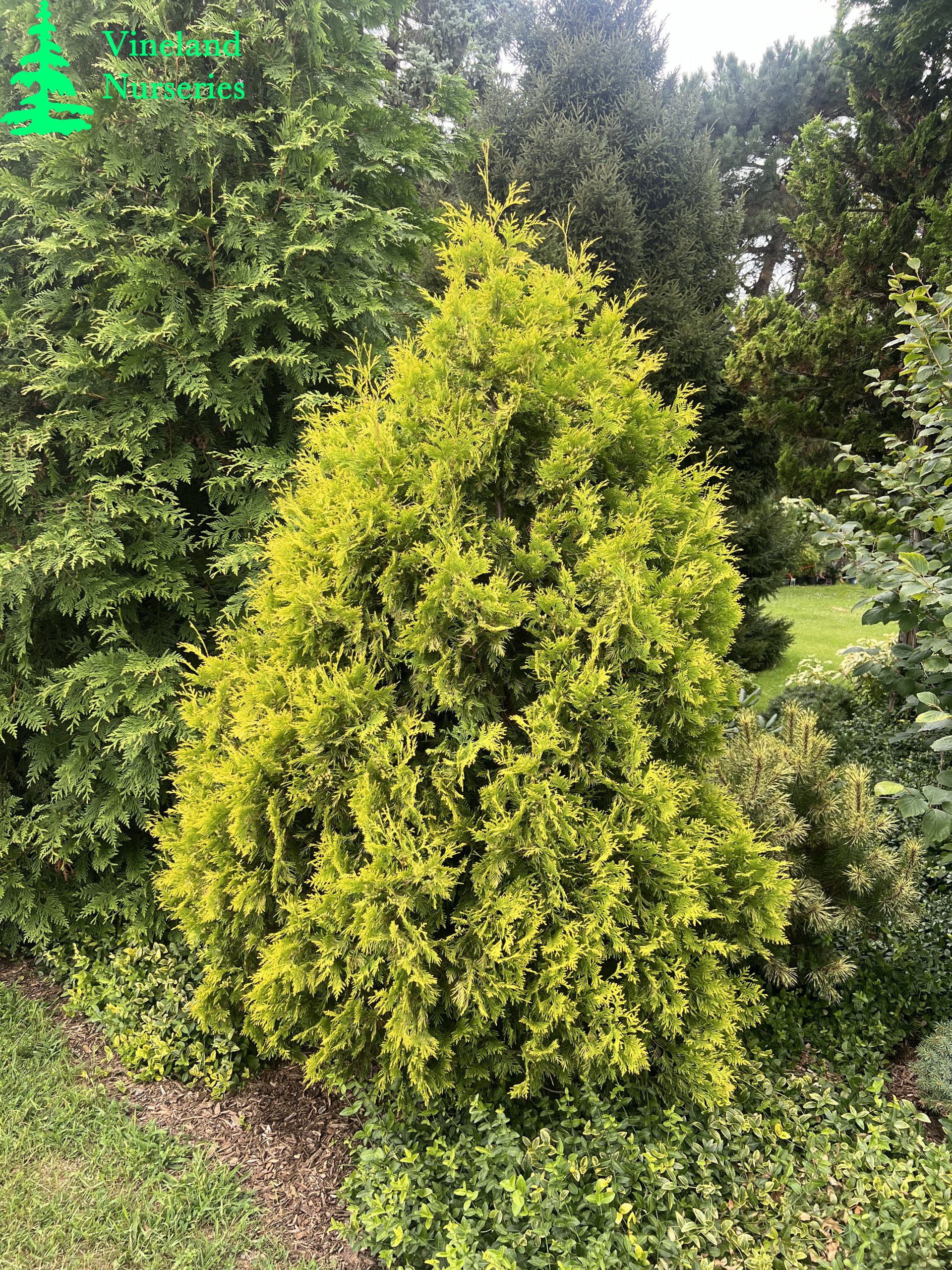 Thuja Occidentalis Yellow Ribbon