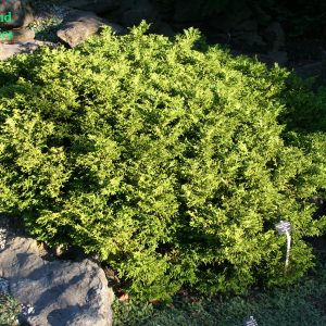 Thujopsis Dolabrata Nana
