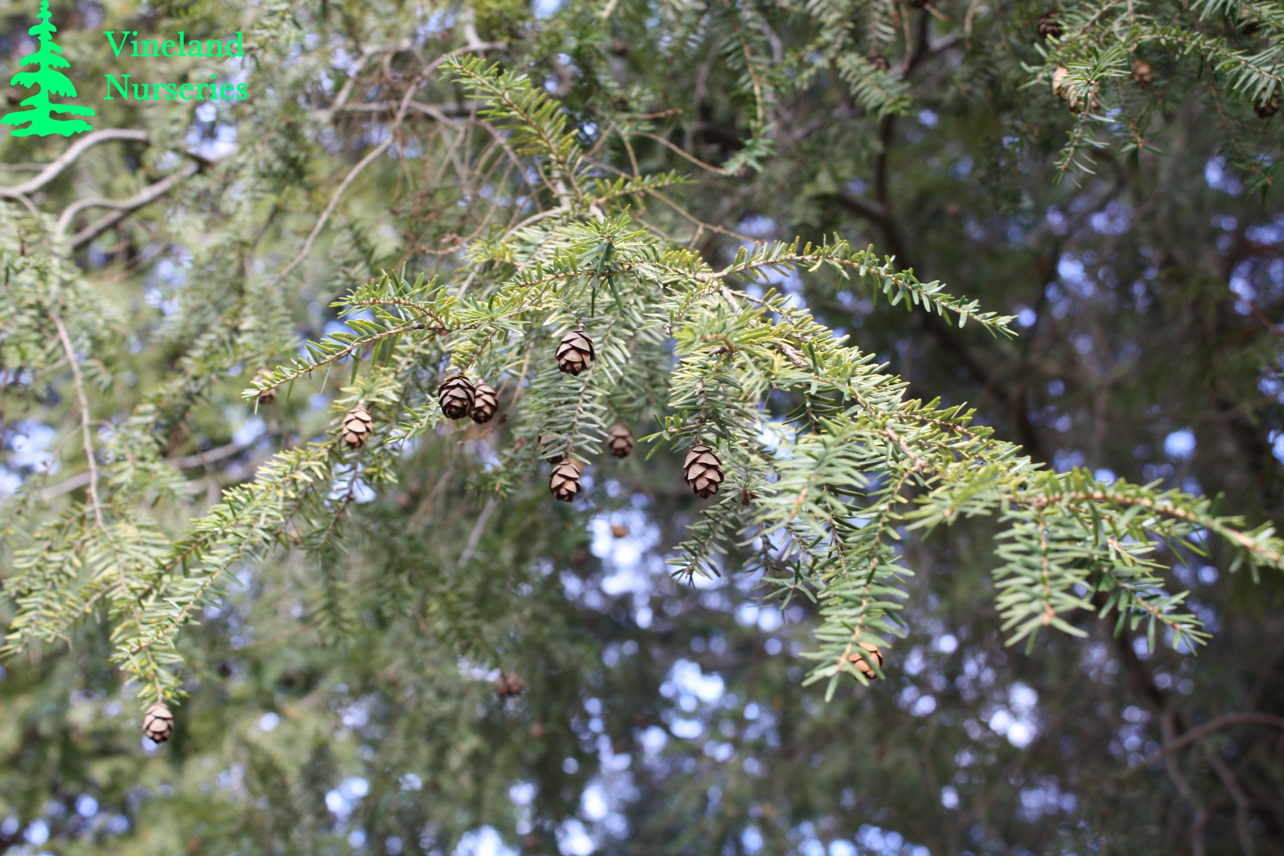 Tsuga Canadensis