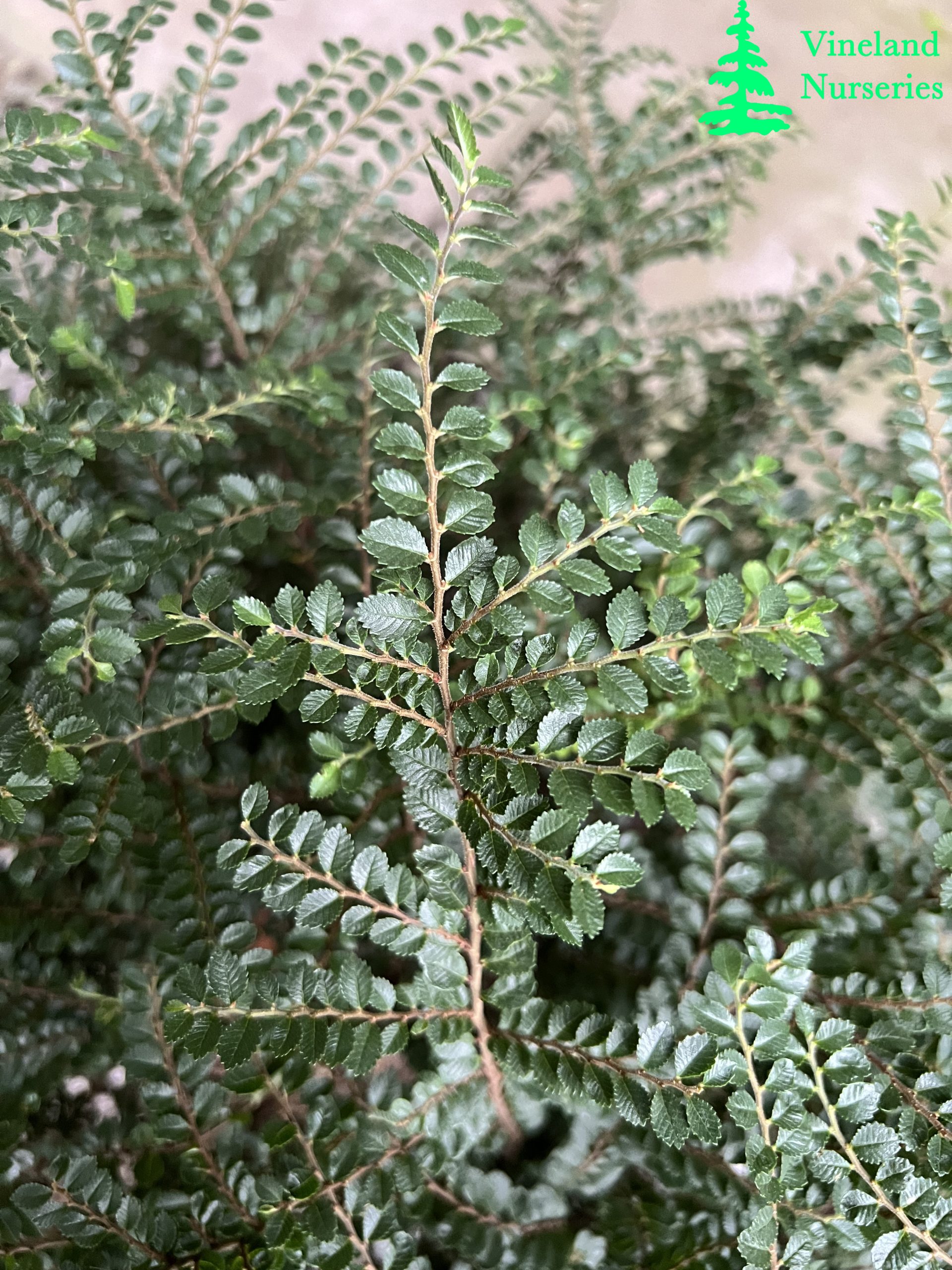 Ulmus Parvifolia Seiju 1