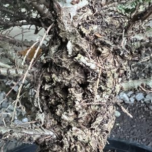 Ulmus Parvifolia Seiju 2